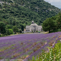Buy canvas prints of Provence Lavender field area, France  by Holly Burgess