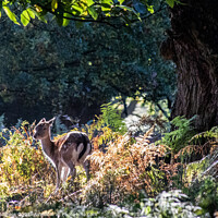 Buy canvas prints of Enchanting Fallow Fawn in Sunlit Wilderness by Holly Burgess