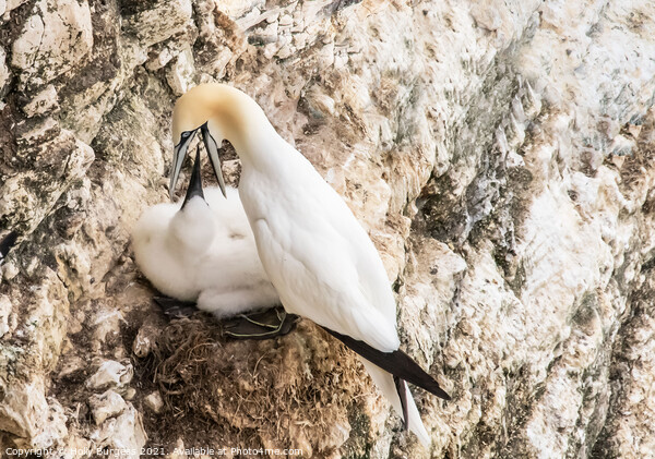 Gannets and her young being fed taken at Bempton Cliff Yorkshire  Picture Board by Holly Burgess