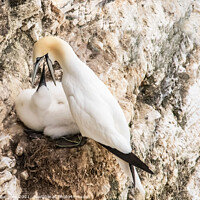 Buy canvas prints of Gannets and her young being fed taken at Bempton Cliff Yorkshire  by Holly Burgess