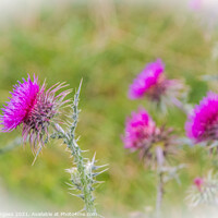 Buy canvas prints of Scottish Thistle, found in most countries all over the world  by Holly Burgess