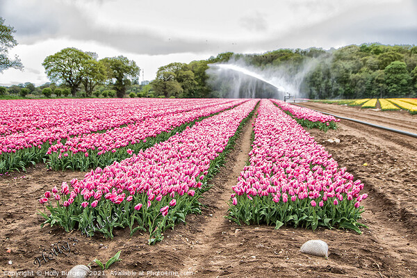 Tulip fields in Lincolnshire only two places in the uk Norfolk  Picture Board by Holly Burgess