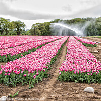 Buy canvas prints of Tulip fields in Lincolnshire only two places in the uk Norfolk  by Holly Burgess