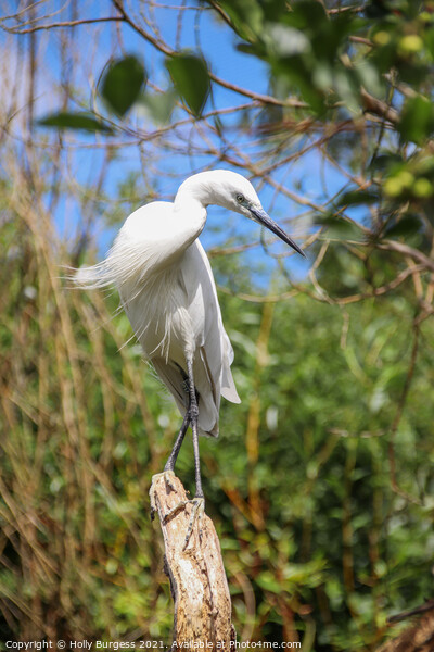 Brilliant White Egret in Natural Habitat Picture Board by Holly Burgess