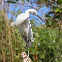 Buy canvas prints of Brilliant White Egret in Natural Habitat by Holly Burgess