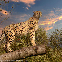 Buy canvas prints of Cheetah wild cat  Outdoor mountain by Holly Burgess