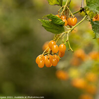 Buy canvas prints of Plant tree Pyracantha evergreen shrub by Holly Burgess