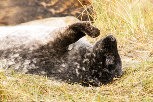 Seal Pup Rare Black pup at Donna Nook Picture Board by Holly Burgess