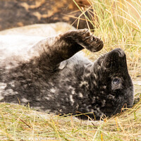 Buy canvas prints of Seal Pup Rare Black pup at Donna Nook by Holly Burgess