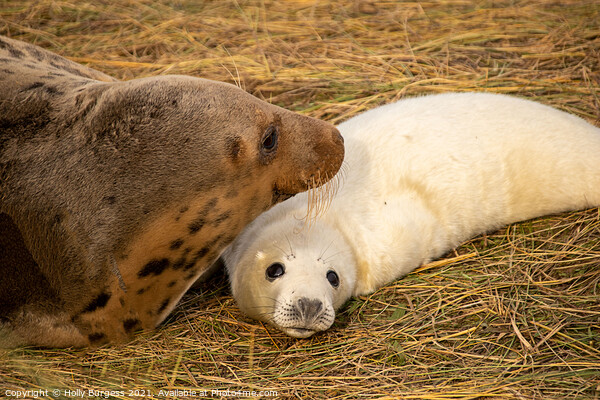 Adult seal and pup donna nook  Picture Board by Holly Burgess