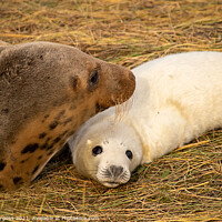 Buy canvas prints of Adult seal and pup donna nook  by Holly Burgess
