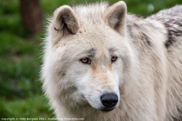 Arctic Wolf's Intense Gaze Picture Board by Holly Burgess