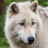 Buy canvas prints of Arctic Wolf's Intense Gaze by Holly Burgess