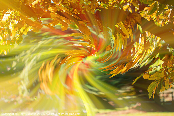 Abstract art a tree with aunt leaves with a twirl in the back ground  Picture Board by Holly Burgess