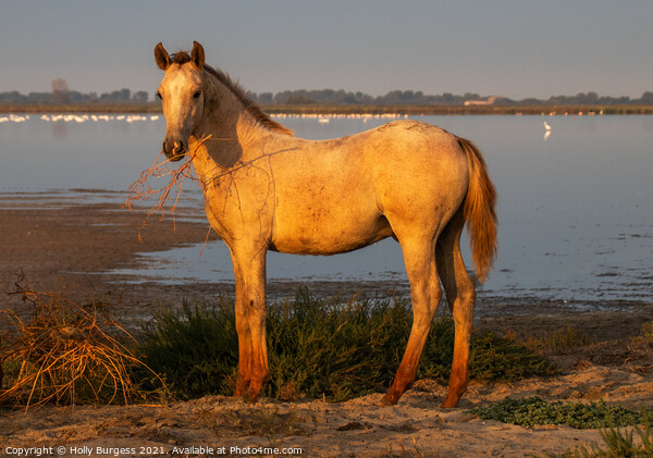 Camargue Horse, one of the foals belonging to the white horse  Picture Board by Holly Burgess