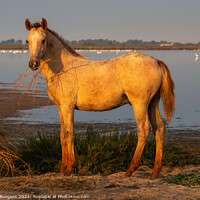 Buy canvas prints of Camargue Horse, one of the foals belonging to the white horse  by Holly Burgess