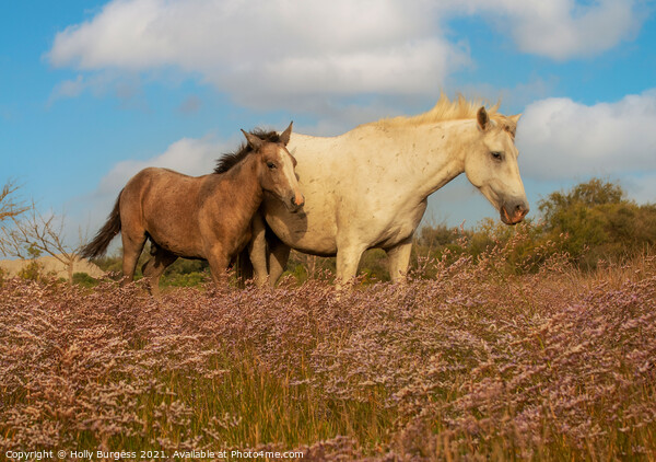 Graceful Camargue Mare and Foal Amidst Heather Picture Board by Holly Burgess