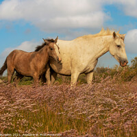Buy canvas prints of Graceful Camargue Mare and Foal Amidst Heather by Holly Burgess