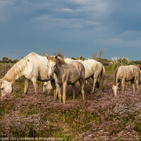 Buy canvas prints of Timeless Elegance of Camargue's White Horses by Holly Burgess