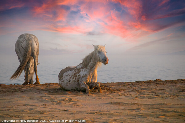 Camargue White horse's taken evening sunset  Picture Board by Holly Burgess