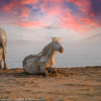 Buy canvas prints of Camargue White horse's taken evening sunset  by Holly Burgess