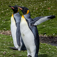 Buy canvas prints of 'Distinguished King Penguins: Falklands Captivatio by Holly Burgess