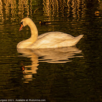 Buy canvas prints of Swan at sunset relaxing in the water finished as o by Holly Burgess