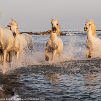 Buy canvas prints of 'Dancing Camargue Horse: France's Oceanic Ballet' by Holly Burgess