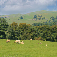 Buy canvas prints of Derbyshire Hills  by Holly Burgess