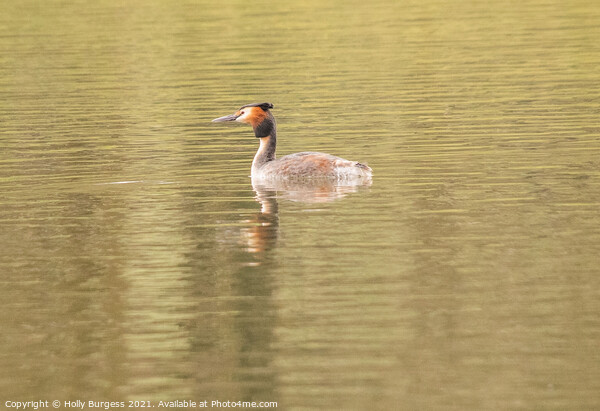 'British Grebe: An Ornithological Marvel' Picture Board by Holly Burgess