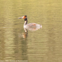 Buy canvas prints of 'British Grebe: An Ornithological Marvel' by Holly Burgess