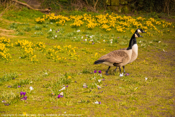 Spring's Dawn with Canada Geese Picture Board by Holly Burgess