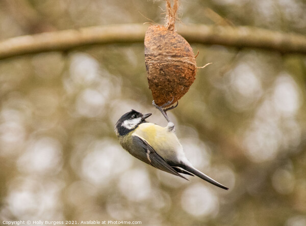 Great tit, small bird on a feeder Picture Board by Holly Burgess