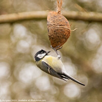 Buy canvas prints of Great tit, small bird on a feeder by Holly Burgess
