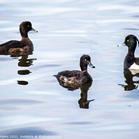 Buy canvas prints of Goldeneyes birds on the lake  by Holly Burgess