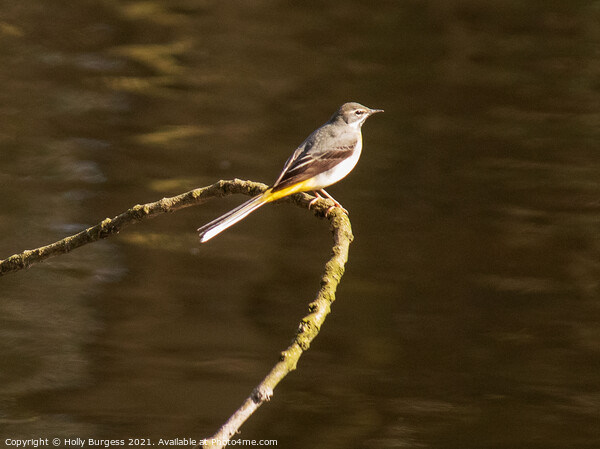 Graceful Grey Wagtail Dominates River Scene Picture Board by Holly Burgess