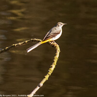 Buy canvas prints of Graceful Grey Wagtail Dominates River Scene by Holly Burgess