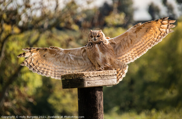 Eagle Owl  Picture Board by Holly Burgess