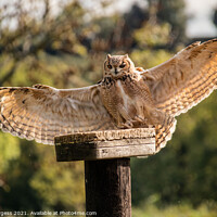 Buy canvas prints of Eagle Owl  by Holly Burgess
