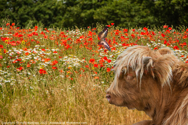 Highland Cattle in a field of Poppies  Picture Board by Holly Burgess