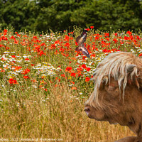 Buy canvas prints of Highland Cattle in a field of Poppies  by Holly Burgess
