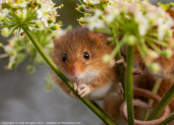 Petite Harvest Mouse Amidst Cereal Crops Picture Board by Holly Burgess