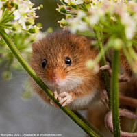Buy canvas prints of Petite Harvest Mouse Amidst Cereal Crops by Holly Burgess
