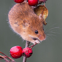 Buy canvas prints of 'The Graceful Harvest Mouse: An Enchanting Portrai by Holly Burgess