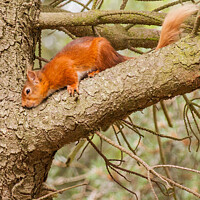 Buy canvas prints of Red Squirrel or Eurasian Red Squirrel  by Holly Burgess