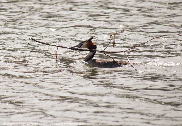 Great Crested Grebe building its nest  Picture Board by Holly Burgess