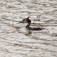 Buy canvas prints of Great Crested Grebe building its nest  by Holly Burgess