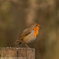 Buy canvas prints of Robin red breast singing  by Holly Burgess