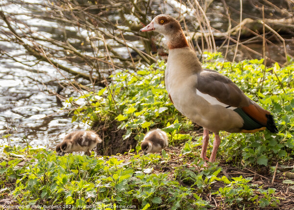 Sacred Egyptian Geese: A Glimpse Into Nature's Art Picture Board by Holly Burgess