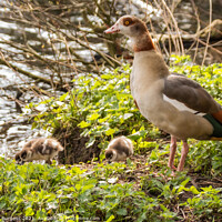 Buy canvas prints of Sacred Egyptian Geese: A Glimpse Into Nature's Art by Holly Burgess